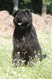 BOUVIER DES FLANDRES 016
